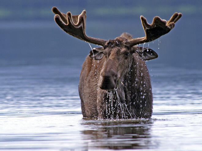 moose in water