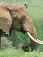 Sideview of an elephant with a bird on its trunk. 