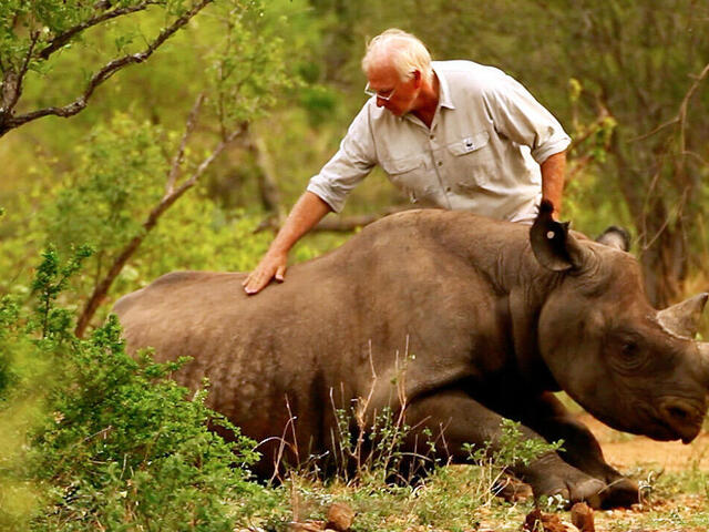 Tranquillised black rhino wakes up in new home, Eastern Cape province, South Africa