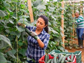 A woman with brown hair in a plaid shirt picks a cucumber growing in a greenhouse