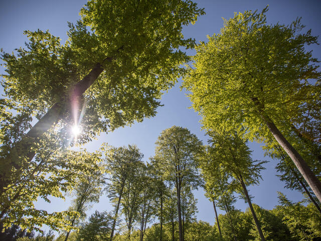 Looking upward into sun and two trees