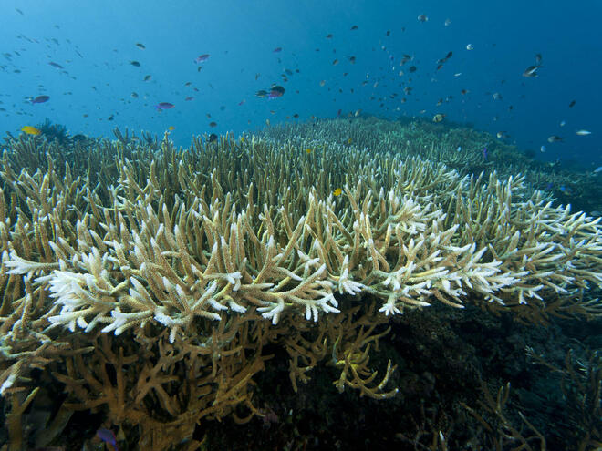 Coral Triangle