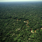 Meandering stream in a rainforest