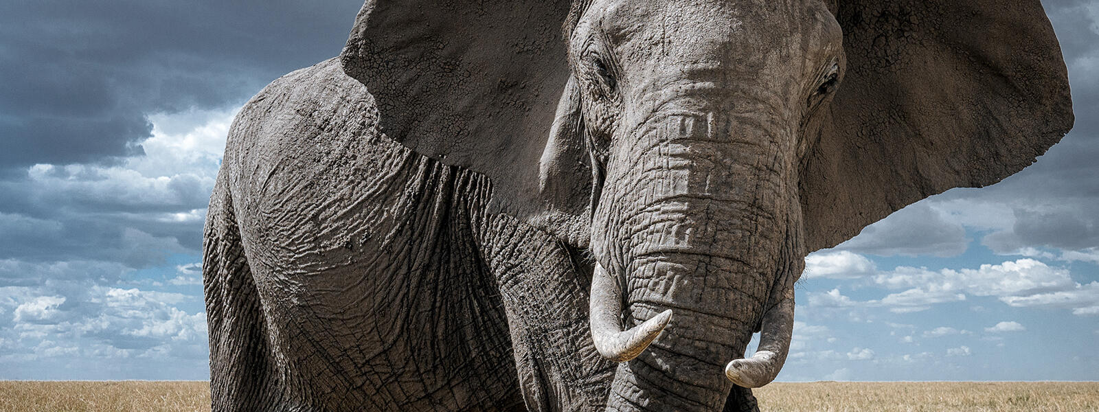 Large elephant makes eye contact with the camera