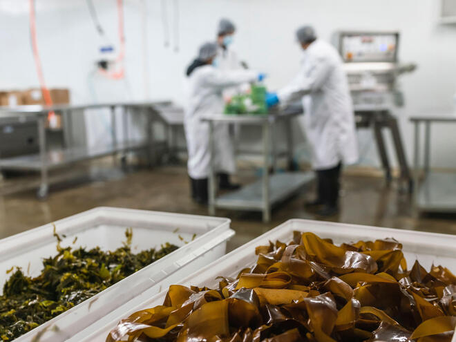 Seaweed on table with scientists in background