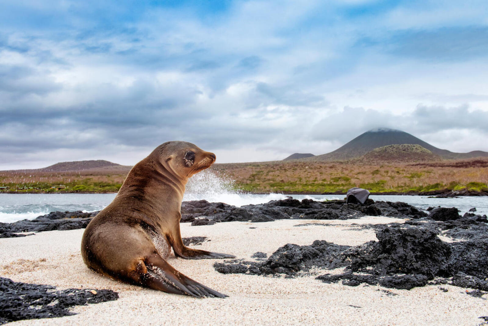 A sea lion sits on the beach in the Galapagos with ocean water to its left and a mountain in the background