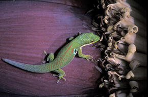 Day gecko