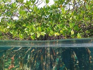 Mangrove with roots underwater