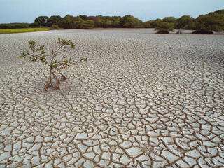 A lone mangrove on parched land