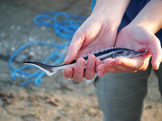 Hands holding fish