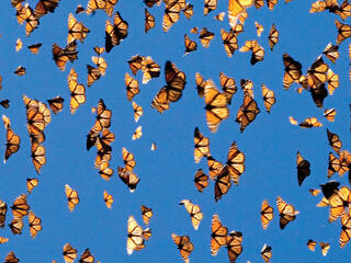 monarchs in flight