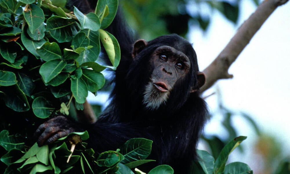 Chimpanzee