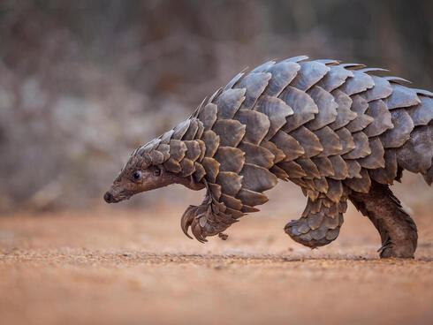 Pangolin walking and foraging