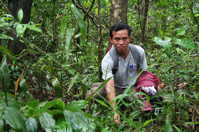 Greater Mekong Promoting Sustainable Forestry