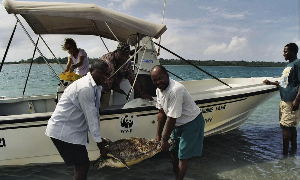 Green Turtle Caught in Fishing Gear