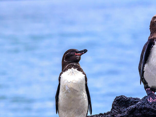 Three Galapagos penguins sitting on a rock