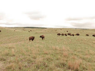 Aerial view of a bison herd on rolling green grasslands