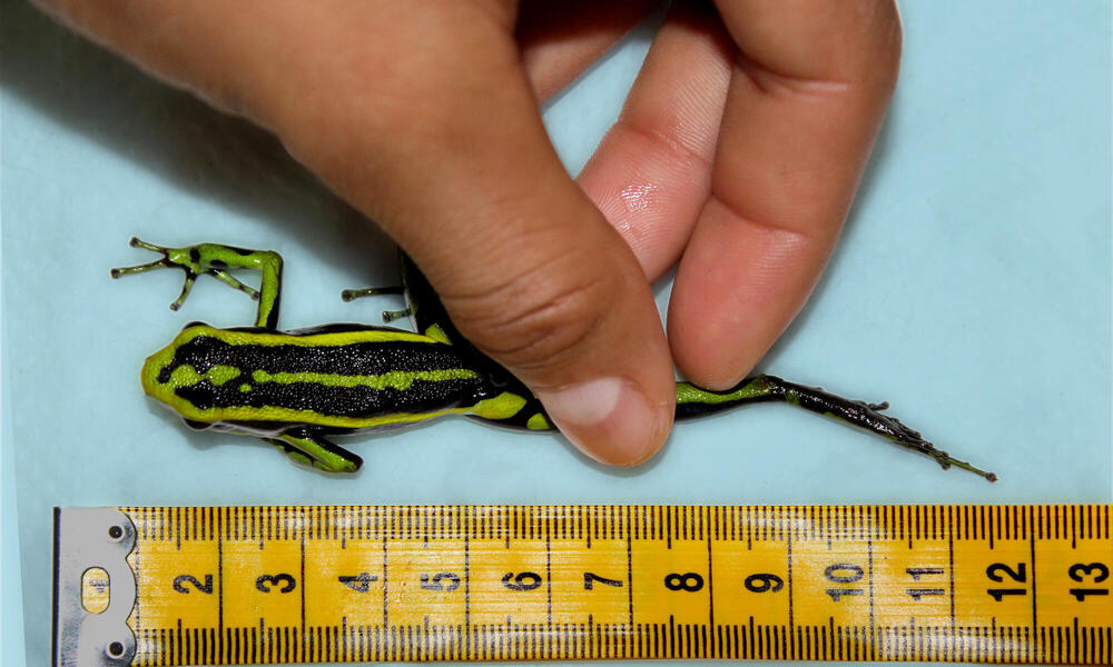 A green and black salamander with a ruler