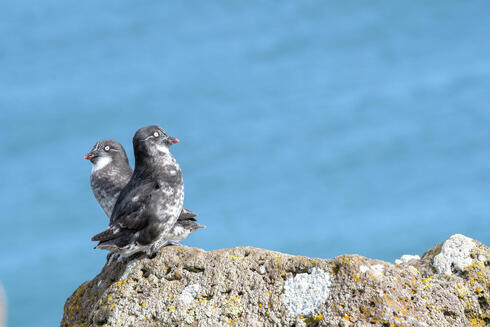 Auklets in nest on cliffside