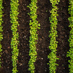 rows of microgreens in a field