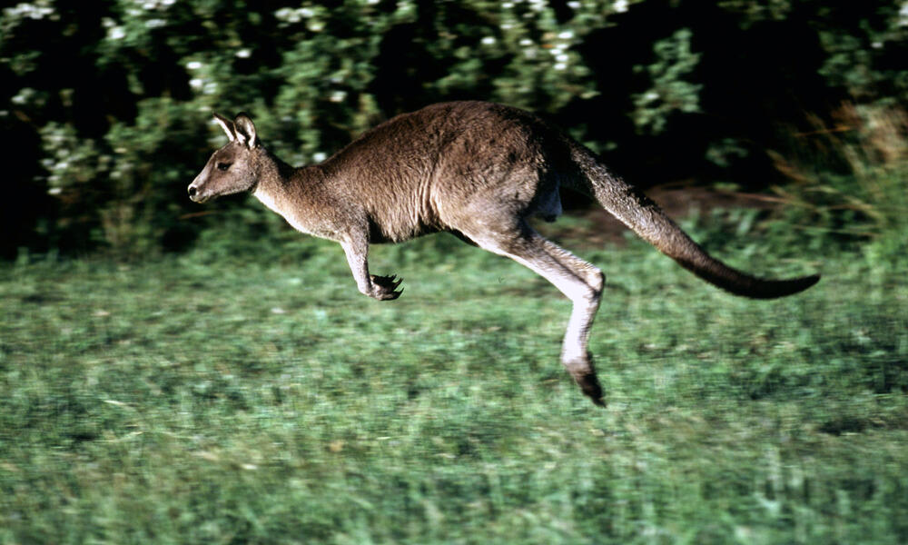 Kangaroo