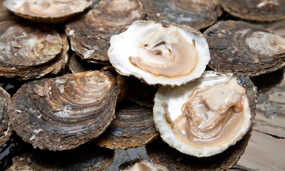 Oysters