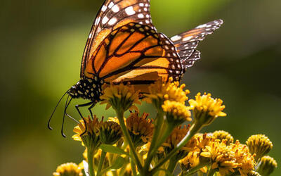 A single monarch butterfly rests upon a yellow flowering plant inside a butterfly reserve in Mexico