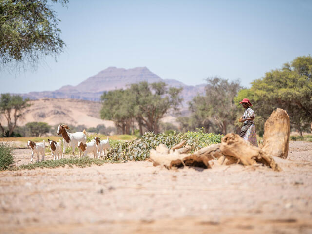 Landscape with trees and shrubs, a woman follows behind several white and brown goats