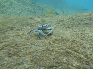 niassa crab