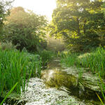 A river runs between grasses and trees at sunrise