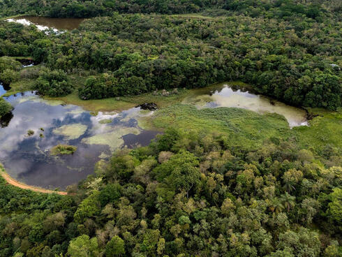 Aerial photo of forest