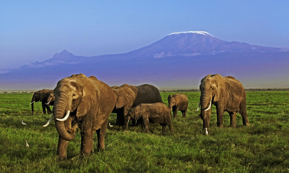 African elephant herd