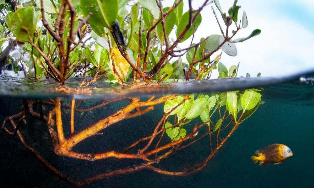 mangrove and fish WW288959 Antonio Busiello