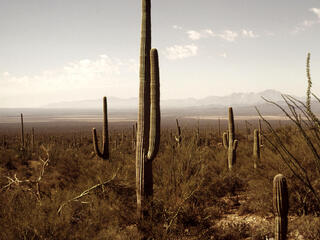 Sonoran desert with Saguaro cacti (Carnegiea gigantea), near Tucson. Arizona, United States of America.