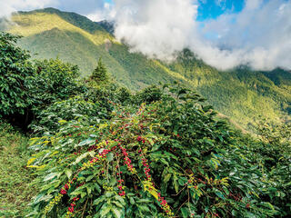 Wild growth along a mountainside