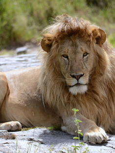 Male lion lying down