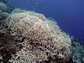 Delicate branching coral colonies