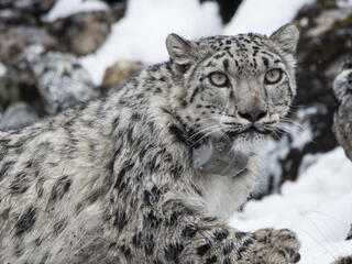 Collared snow leopard, Yalung.