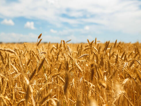 Bright wheat in front of a very blue sky