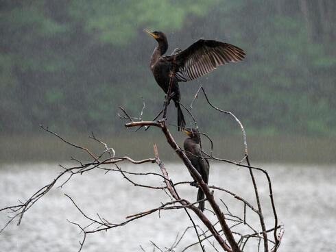 Dark, long-necked bird perched on a branch over water