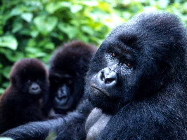 mountain gorillas