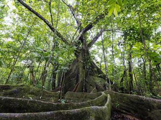 Fig tree large roots