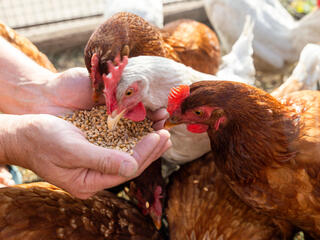 chickens eating food from someone's hands