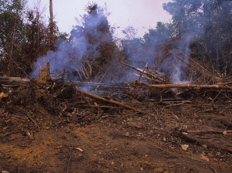 borneo deforestation