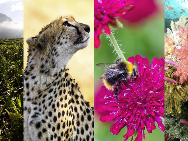 Wild Classroom Biodiversity Toolkit montage of landscape of Restinga ecosystem, cheetah profile, a heath humble-bee on flower, and coral reef of Fiji