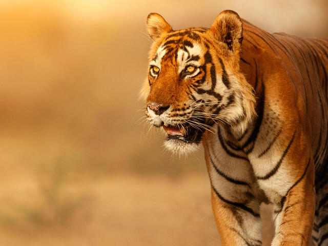 Tiger walking through a field with dry, tall grasses.