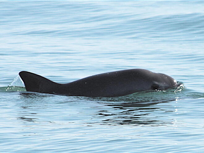 Vaquita