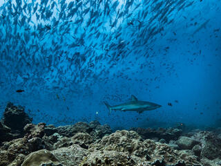 A shark swims in waters off the Galapagos islands with a school of fish in the background