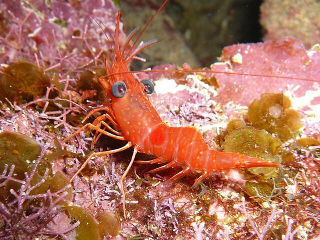 Red Night Shrimp