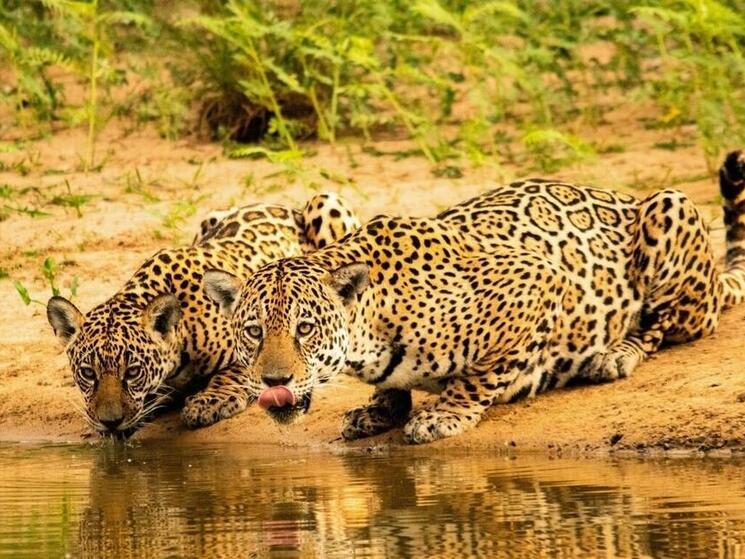  jaguar and its cub